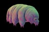 Tardigrades Overleve Intens Dehydrering Af Belægning sig Selv i Glas