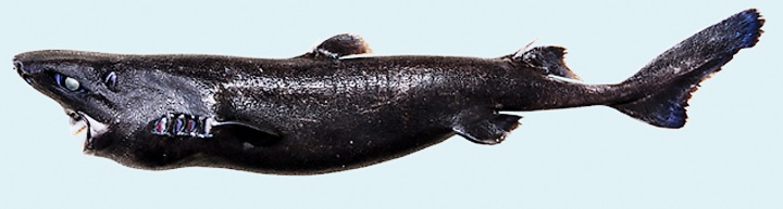Scientists Officially Pronounce the "Ninja Lanternshark" a New Species