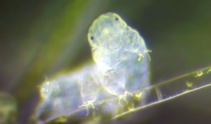 The Most Overhyped Scientific Discoveries of 2015