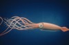 #video of the day | Divers captured a rare giant squid