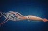 #video av dagen | Dykare fångat en sällsynt giant squid