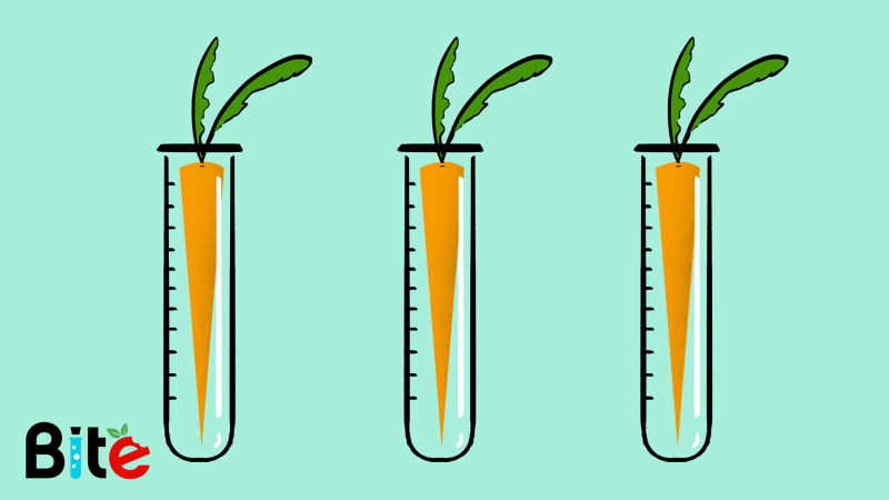 GMO Food Isn’t Coming to Get You—It’s Been Here All Along