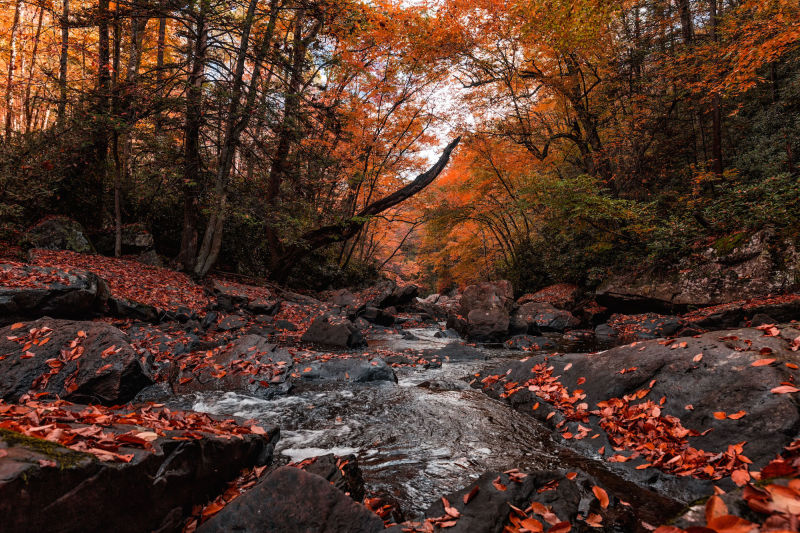 A Breathtaking View of the World's Oldest River System
