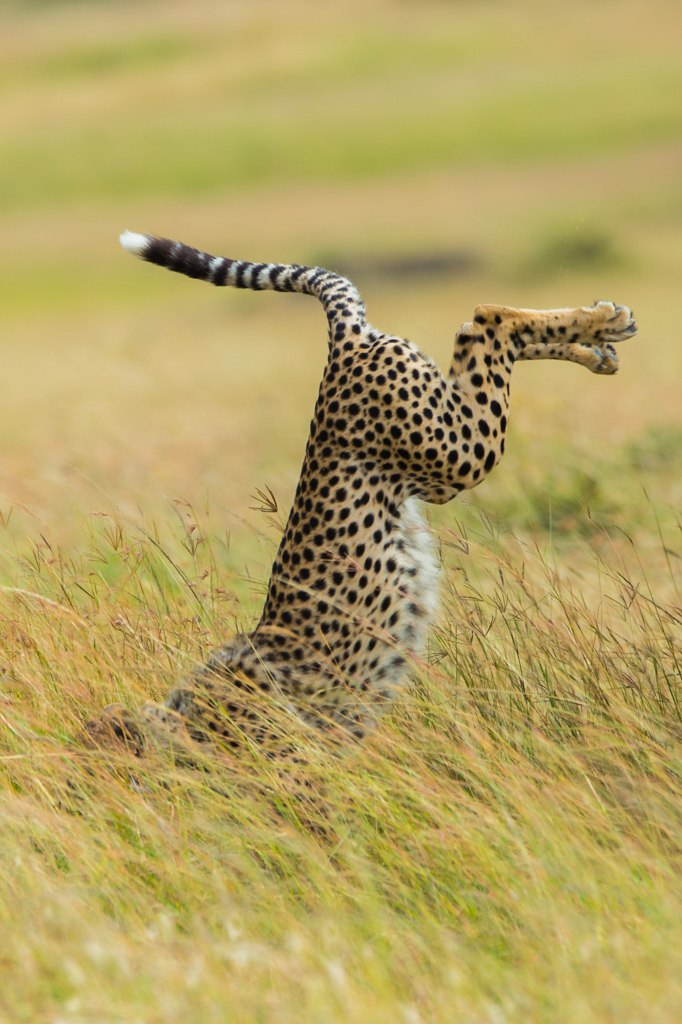 These Are the Winners of the 2015 Comedy Wildlife Awards