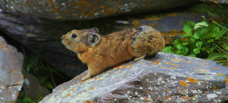 Rising Temperatures Are Driving Hundreds of Species to the North and South Poles