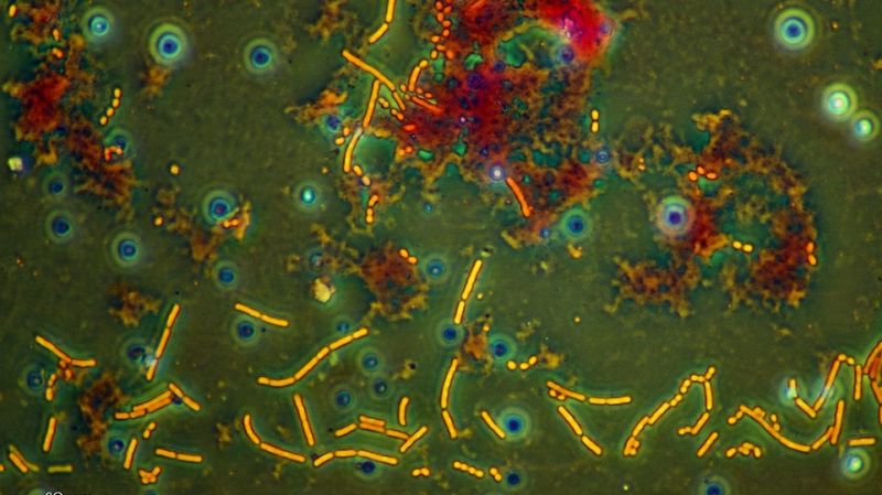 Watch Out, Yogurt. Soon Drinking Water Might Go Probiotic.