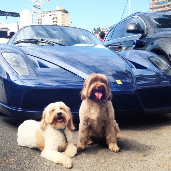 Enzo