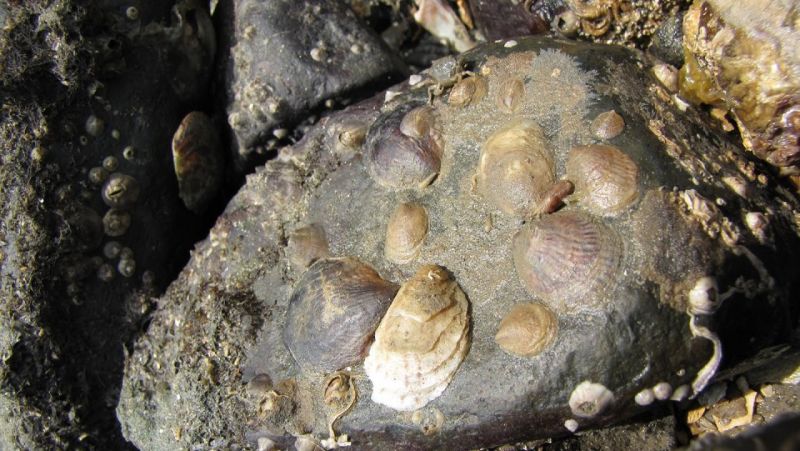 Scientists Just Figured Out the Simple Reason Some Snails Change Sex