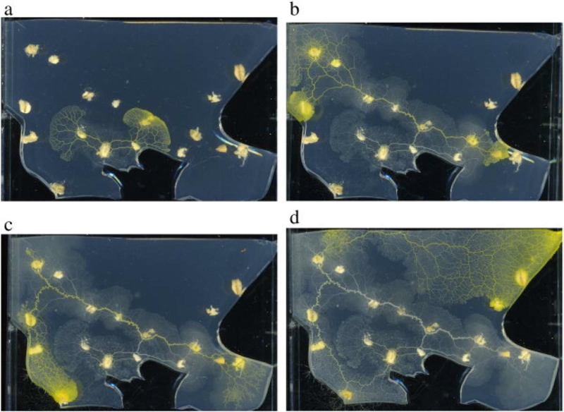 The Coolest Science Stories You May Have Missed in 2015