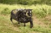 RIP BigDog, Darpa ‘ s Robot-Pack Mule