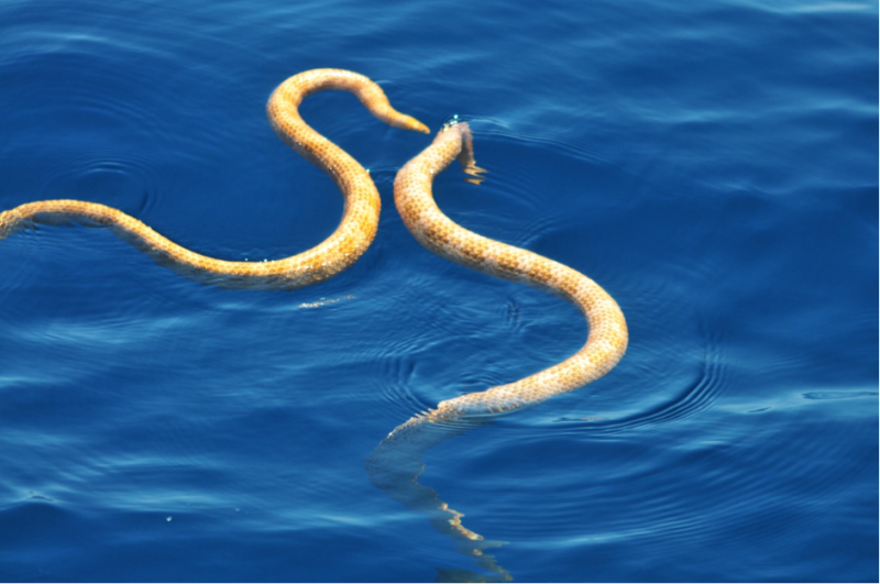 Supposedly Extinct Sea Snakes Spotted Off the Coast of Australia