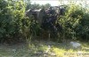 US marines avvise BigDog robot packhorse fordi det er for mye støy