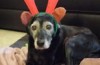 Dog with santa hat is animal cruelty