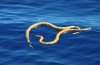 Off the coast of Australia, scientists have discovered snakes, considered to be extinct