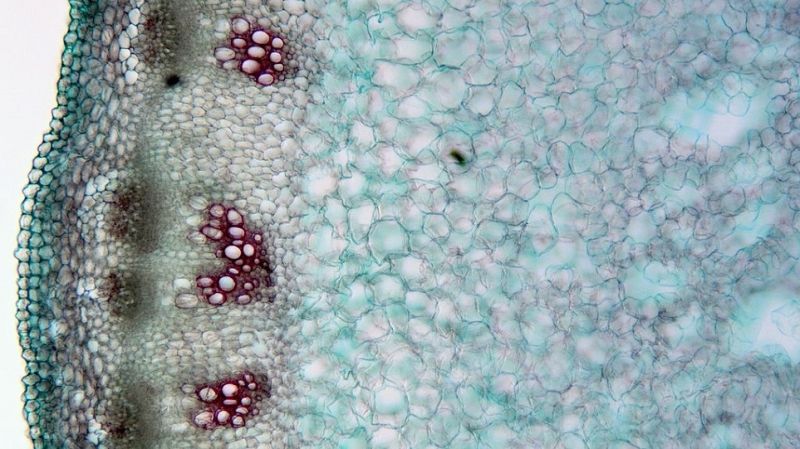 This Weed Takes Out Other Plants by Attacking Their "Gut Bacteria"