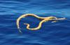 Vermoedelijk Uitgestorven Zee Slangen Gespot voor de Kust van Australië