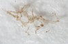 Disse Er de Blodårene i en 80 Millioner År Gammel Dinosaur