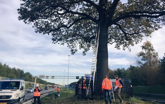 De fileboom