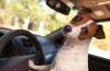 Cruel to animals caused 14 km traffic jam on the A9 and A2 motorways