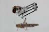 Questo Locust Robot Salti 11 Metri di altezza e Può Setacciare le Zone colpite da Catastrofi