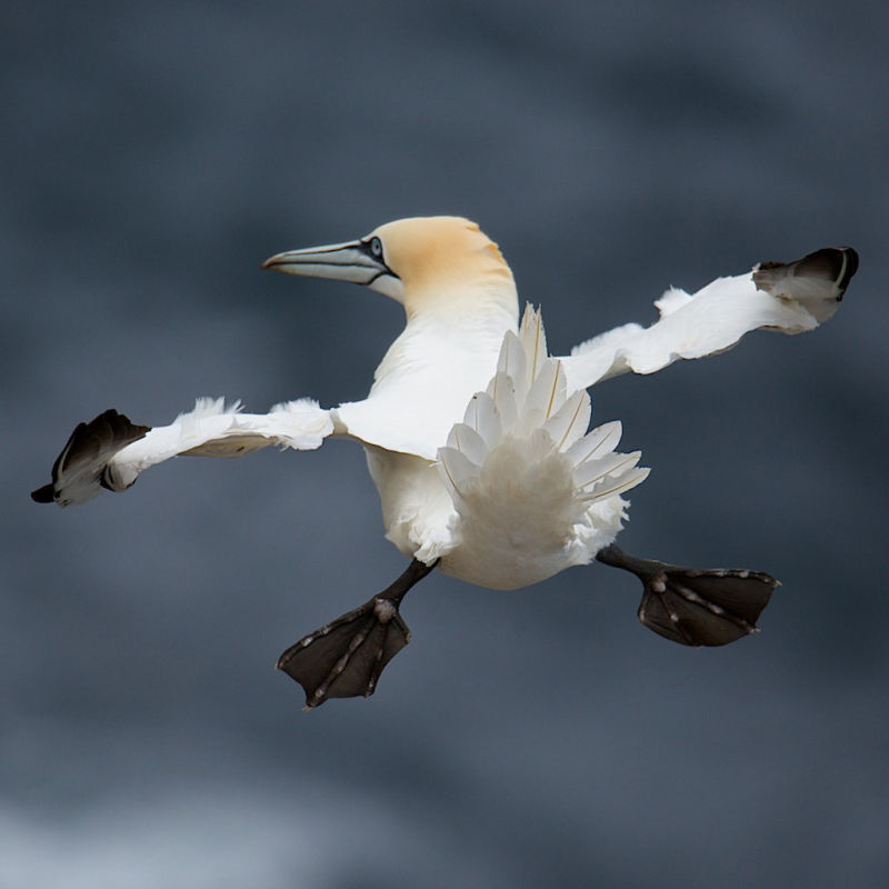 These Are the Winners of the 2015 Comedy Wildlife Awards