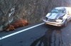 Lezersvraag: the weirdest thing ever on your car fell?