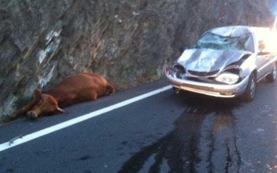 La vache ne rit pas plus