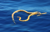 Apparentemente Estinto, Serpenti di Mare, Avvistata al largo della Costa dell’Australia