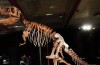 Mongolia Per Evitare Il Furto Di Tyrannosaurus Cranio Posteriore