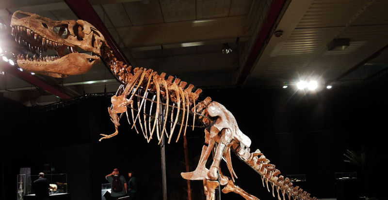 Mongolia Is Getting Its Stolen Tyrannosaurus Skull Back