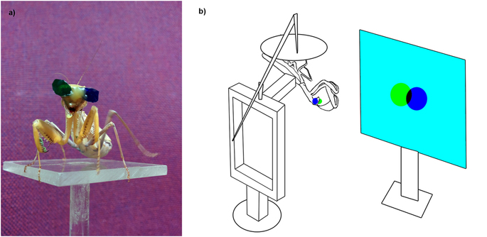 Scientists Gave Praying Mantises Tiny 3D Glasses to Prove They Have 3D Vision