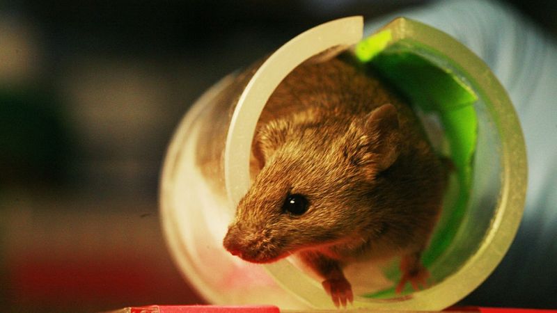 Rodents That Go Missing in Scientific Papers Can Skew Results