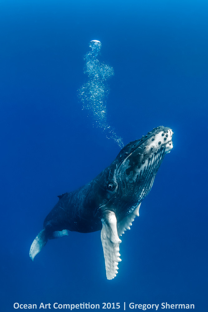 Ocean Art Photography Winners Show the Alien Beauty of Life Underwater