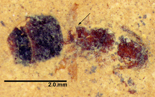 A Fossilized Ancient Ant Queen Emerges From a 46-Million-Year-Old Rock