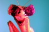 Wetenschappers Gaven Bidden Mantises Kleine 3D-Bril om te Bewijzen dat Ze met 3D Vision