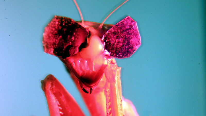 Scientists Gave Praying Mantises Tiny 3D Glasses to Prove They Have 3D Vision