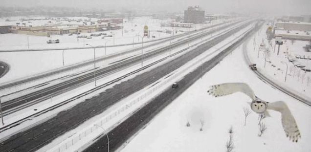 A Traffic Camera Captured This Gorgeous Shot of a Snowy Owl in Flight