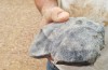 Australian geologists have found rock, which age more the age of the Earth