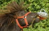 Ladderzatte Chinese forget z’n waggie and steals a horse