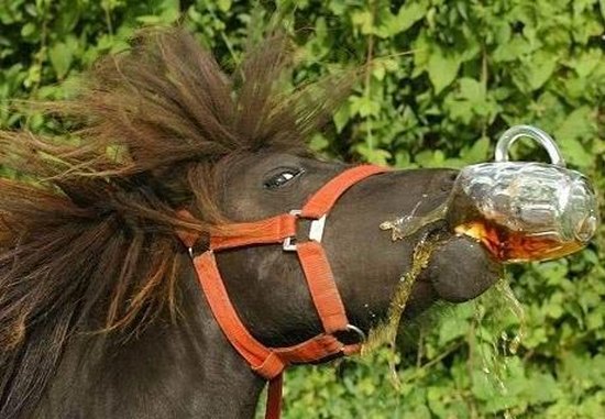 Ladderzatte Chinees vergeet z'n waggie en jat een paard