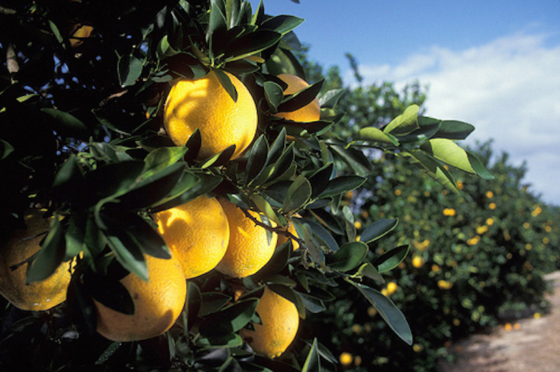 Something Is Killing Off America's Orange Supply