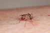 Genmodifiserte Mygg Kunne Brukes til å Bekjempe Virus Zika
