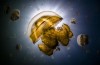 Ocean Art Photography Winners Show the Alien Beauty of Life Underwater