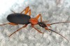 Davvero non Vuoi Sapere quante Specie di Insetti Vivi la Tua Casa