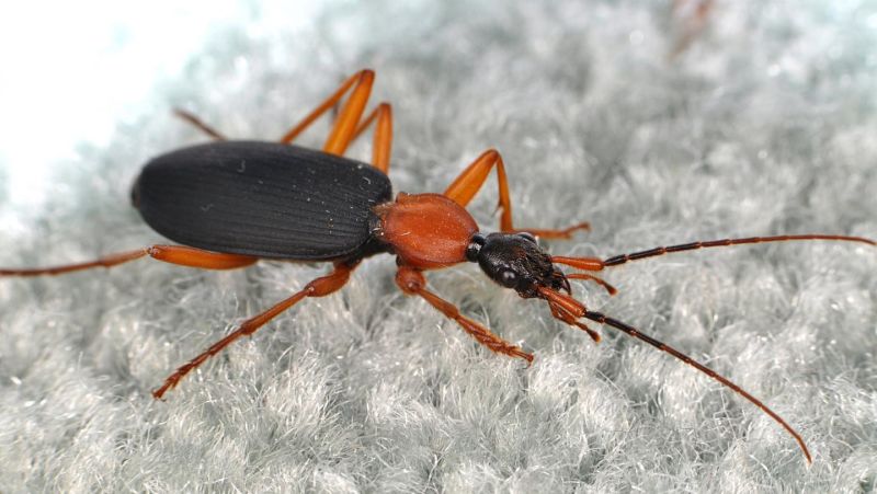 You Really Don't Want to Know How Many Species of Bugs Live in Your Home