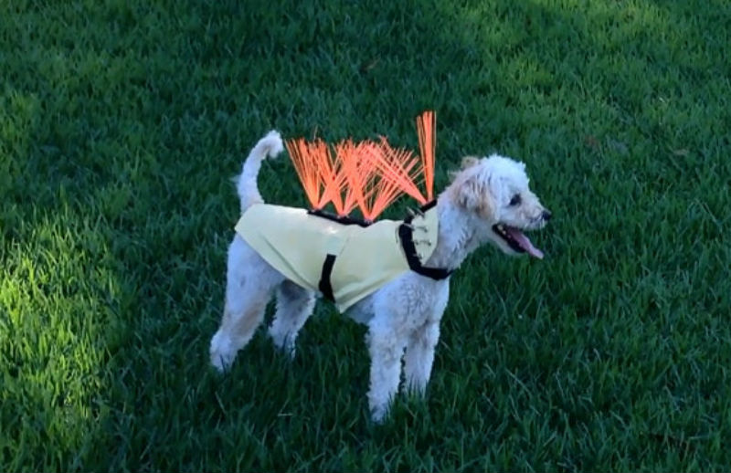 Turn Your Dog Into a Punk Porcupine Weapon With This Anti-Coyote Kevlar Vest 