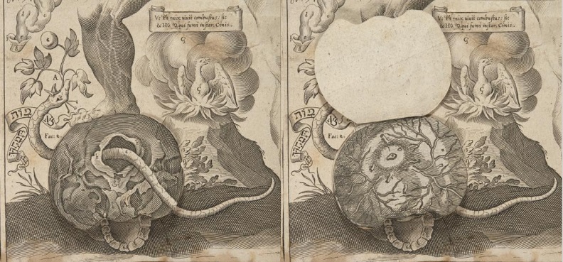 Columbia Just Digitized a Bestselling Anatomy Flipbook From the 1600s