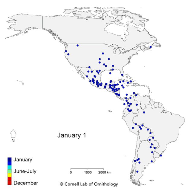 Watch a Mesmerizing Map of 118 Bird Species Migrating Throughout the Western Hemisphere