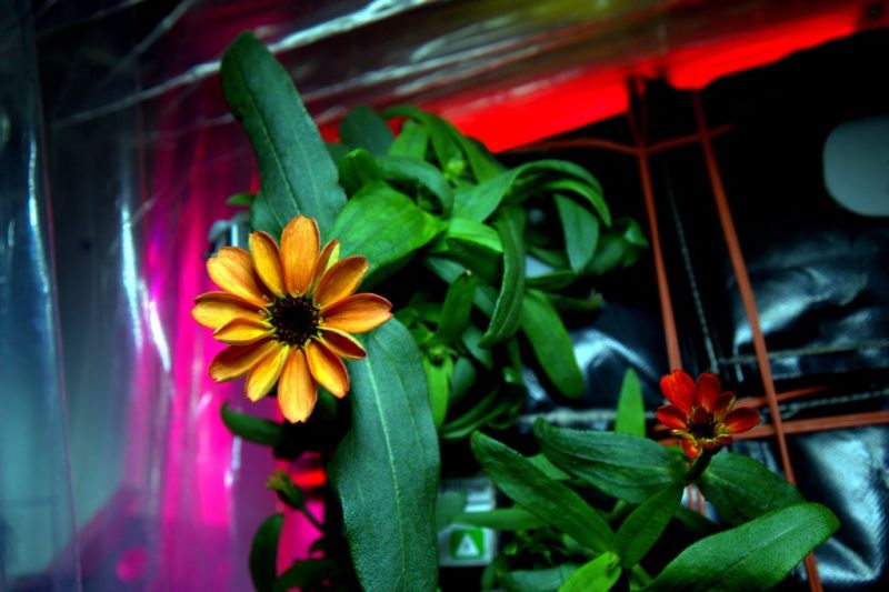 Astronauts Almost Killed Their First Flowers