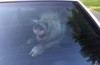 Why is this pig smiling in a police car?